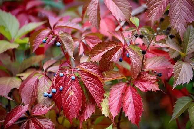 Jak zrobić kwiatki z liści? Prosty i efektowny poradnik DIY
