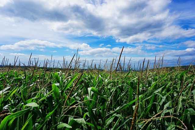 Jakie są najczęstsze błędy przy budowie domu – lista i koszty