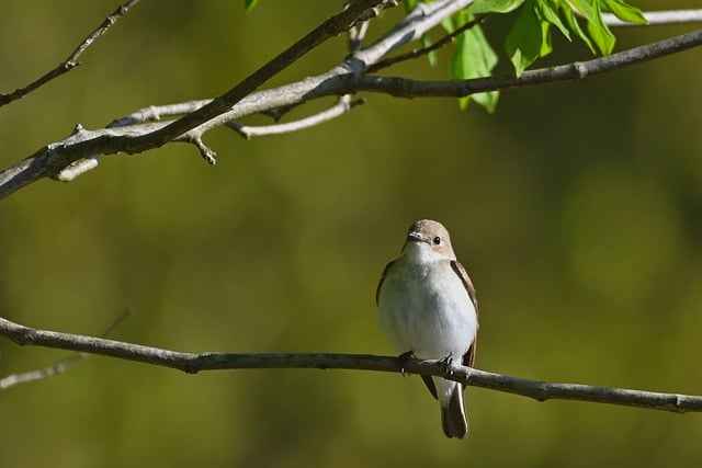 Jak dbać o żywą choinkę by nie opadała – skuteczne sposoby