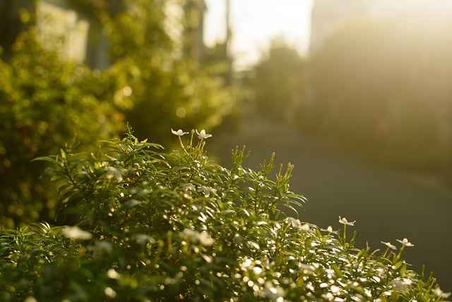 Jak uniknąć wypalenia roślin po nawożeniu – skuteczne metody