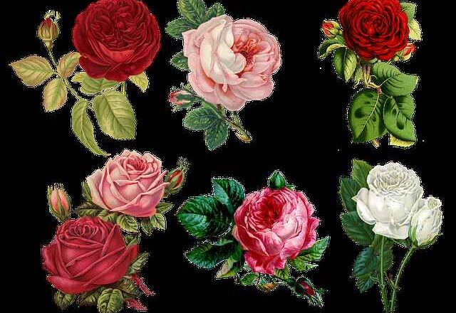 Agrowłóknina pod korą: sens, ryzyka i kiedy nie